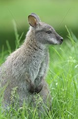 Portrait of a female Red-necked wallaby
