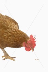 Porträt eines isa braunen Hühners pickelt