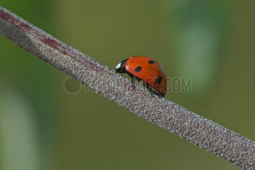Sevenspotted lady beetle on a stem France