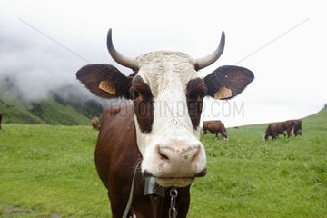 Abondance cow in mountain pastures Col des Aravis France