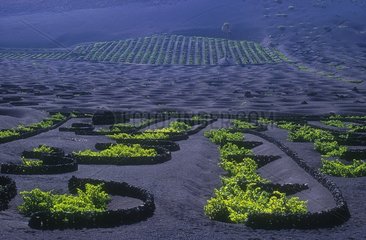Vigne plantée sur un sol volcanique et protégée par un muret