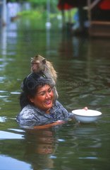 Femme et singe apprivoisé dans une rue inondée à Lopburi