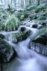 Ruisseau en hiver dans les Vosges en France