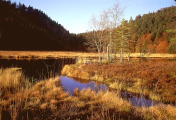 Peat bog of Lispach in autumn Vosges France