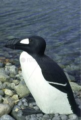 Reconstruction of Great Auk model in Canada
