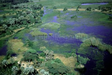 Delta de l'Okavango au Botswana