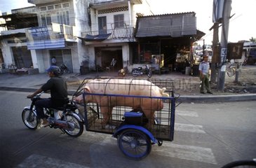 Transport de cochon en moto à Mytho au Vietnam