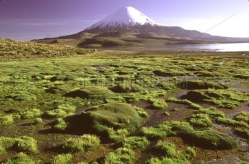 Volcan Parinacota au Parc National de Lauca au Chili
