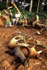 Gibier abattu en forêt pour la vente sur les marchés Congo