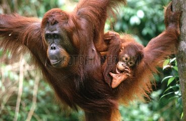 Orangutan and young Borneo Indonesia