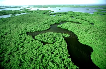 Vue aérienne de la mangrove en Floride aux USA