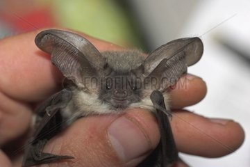 Junge graue Big-Ohr-Fledermaus in den Händen eines Naturforscher Frankreichs