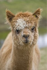 Porträt eines Alpaka Cotswolds UK