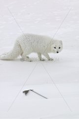Arctic Fox drawing near to a trap hidden in the snow Canada
