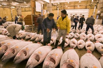 Sale of tunas frozen for auction sale Tsukuji [AT]