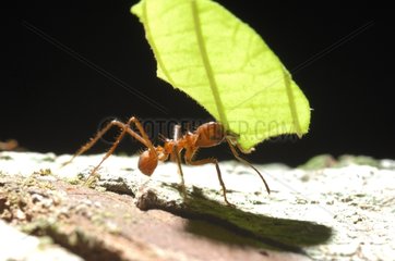 Leaf-cutter ant carrying a leaf Bolivia