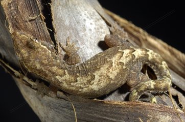 Mouming gecko