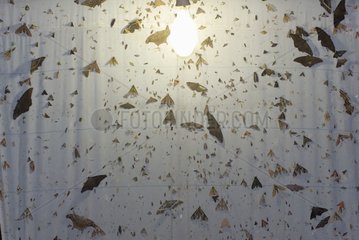 Many insects attracted by artificial light Guiana