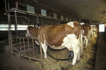 Traite des vaches en étable dans le Jura France