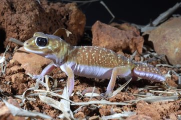 Common knob-tailed gecko Australia