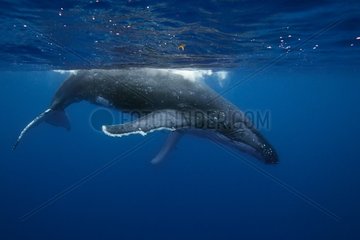 Humpback whale and her young South Pacific Tonga