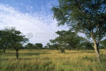Tree savanna in the sector of Ishasha Uganda