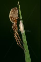 Female Spider resting on a blade of grass Moeraske Evere