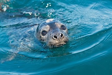 Portrait of Grey seal on the surface - Brittany France