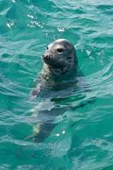 Grey seal on the surface - Brittany France