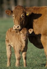 Calf and cow of seed Limousine France