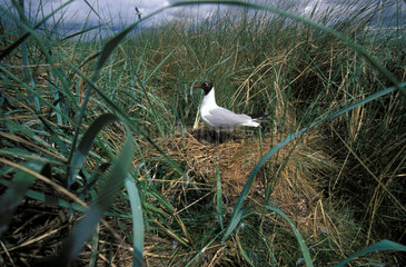 Rottumerplaat the nest of a black headed gull