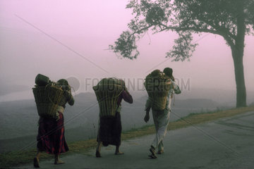 NEPAL : Kathmandu Valley. Early morning. Farmers on their way to the market in Kathmandu