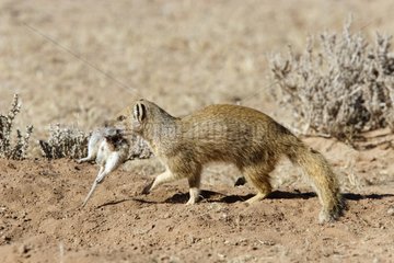 Yellow mongoose with a rat in mouth South Africa