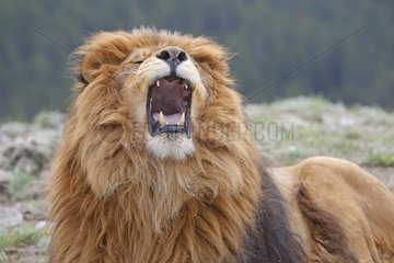 Portrait of Barbary Lion roaring