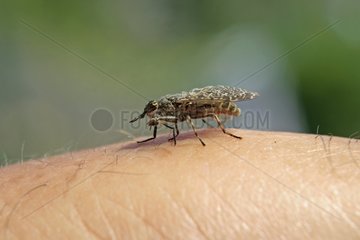 Horsefly landed on the arm of a man in summer