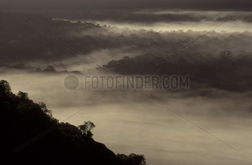 Mist over the forest at dusk French Guiana