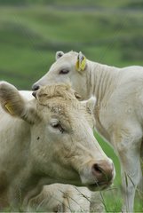 Charolais cow and her calf Connemara Ireland