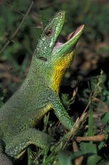 Green lizard of male Balkans in posture of defense Greece