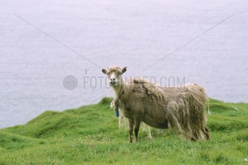 Mouton perdant sa laine naturellement Iles Feroe