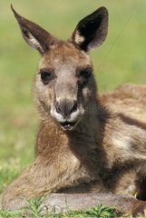 Portrait of male Eastern Grey Kangaroo Warrumbungle NP