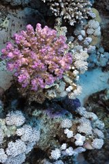 Staghorn Coral Acropora Mangrove Bay Rote Meer