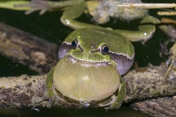 Tree Frog singing frog in a pond Bugey France