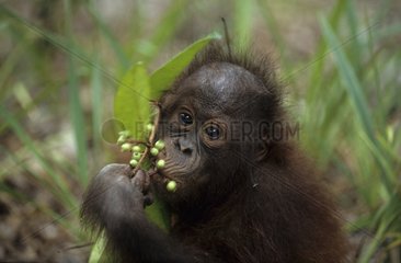 Young orang-utang eating bays in Natural Parc of Borneo
