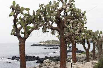 Prickly Pear on a tropical beach of Santa Cruz Galapagos