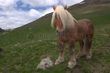 Horse deals with golden hair in a meadow in the mountains