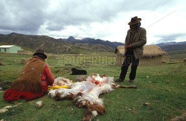 Eleveurs abattant un Lama pour sa viande Bolivie