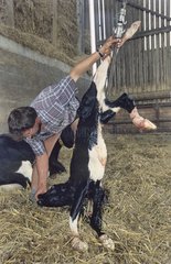 Stockbreeder  die Holstein neugeborene Kalb Frankreich suspendiert