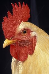 Portrait of a domestic Cock Studio