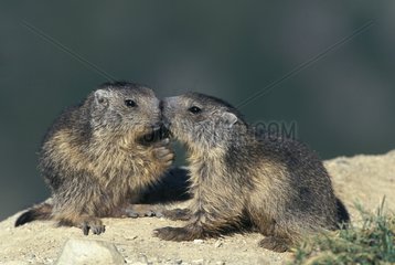 Young Marmots playing Vanoise National Park Alps