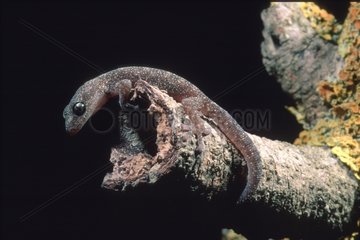 European Leaf-toed Gecko on a branch Sardinia